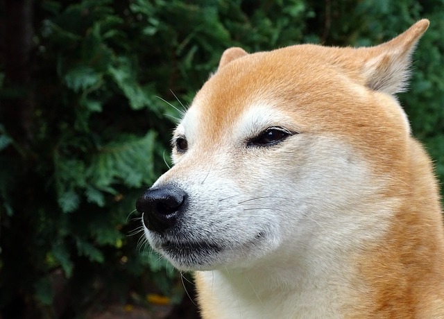 akita inu
